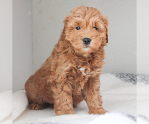 Goldendoodle-Poodle (Miniature) Mix Puppy for sale in CHRISTIANA, PA, USA