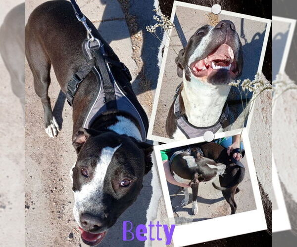 Medium Photo #10 American Pit Bull Terrier Puppy For Sale in Monte Vista, CO, USA