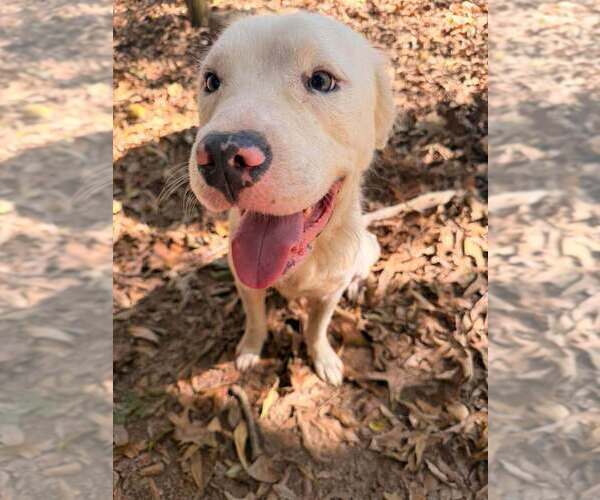 Medium Photo #7 Mutt Puppy For Sale in New York, NY, USA