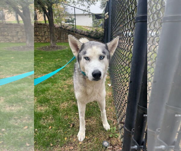 Medium Photo #2 Labsky Puppy For Sale in Carrollton, TX, USA