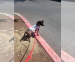 Small #3 Chihuahua Mix