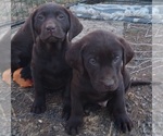 Small Photo #14 Labrador Retriever Puppy For Sale in BENTS FORT, CO, USA