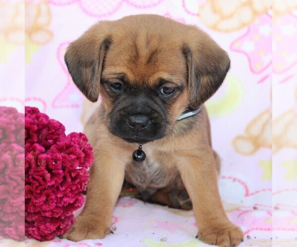 Medium Photo #9 Puggle Puppy For Sale in CHARLOTT HALL, MD, USA