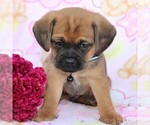 Small Photo #9 Puggle Puppy For Sale in CHARLOTT HALL, MD, USA