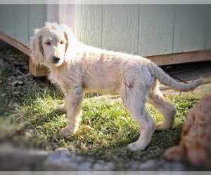 Goldendoodle Puppy for sale in DIXON, IL, USA