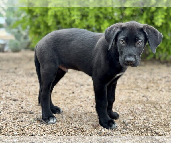 Medium Photo #6 German Shepherd Dog-Great Dane Mix Puppy For Sale in PIPE CREEK, TX, USA