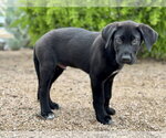 Small #5 German Shepherd Dog-Great Dane Mix