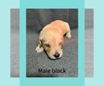 Puppy Black Labradoodle