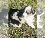 Small Photo #3 Australian Shepherd Puppy For Sale in DEVILLE, LA, USA