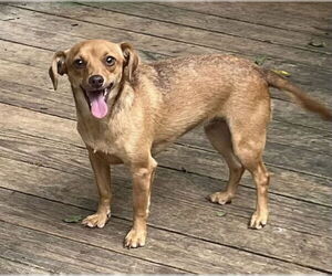 Chiweenie Dogs for adoption in Texarkana, TX, USA