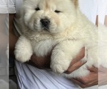 Small #2 Chow Chow
