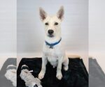 Small #9 Huskies  Mix