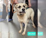 Stryker-Sponsored - Male Great Pyrenees-Unknown Mix Dog for Adoption - Small photo