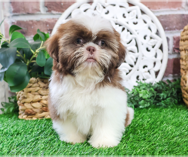 Medium Photo #16 Shih Tzu Puppy For Sale in SYRACUSE, IN, USA