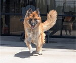 Small Chow Chow-German Shepherd Dog Mix