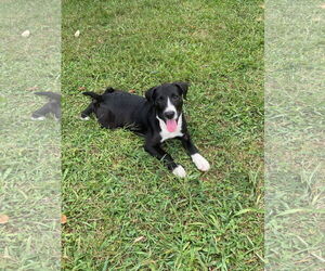 Border Collie-Unknown Mix Dogs for adoption in White Bluff, TN, USA