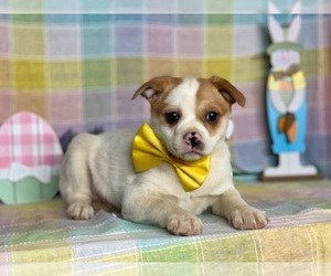 Beagle-Pom-A-Pug Mix Puppy for sale in LANCASTER, PA, USA