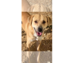 Small #1 Labrador Retriever Mix