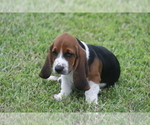 Small Photo #73 Basset Hound Puppy For Sale in MEMPHIS, MO, USA