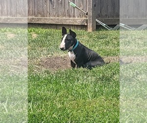 Bull Terrier Puppy for sale in FOND DU LAC, WI, USA