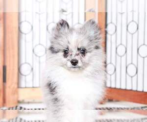 Pomeranian Puppy for sale in NAPLES, FL, USA