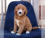 Small #2 Goldendoodle (Miniature)