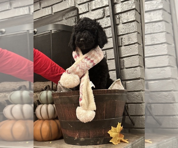 Medium Photo #1 Poodle (Standard) Puppy For Sale in SIMPSONVILLE, SC, USA