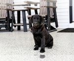 Small #3 Labrador Retriever