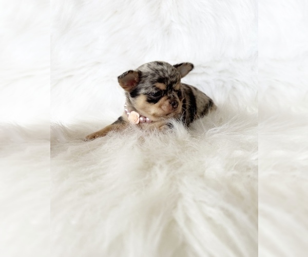 Medium Photo #3 Chihuahua Puppy For Sale in SACRAMENTO, CA, USA