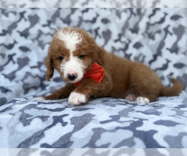 Medium Photo #7 Goldendoodle (Miniature) Puppy For Sale in LAKELAND, FL, USA