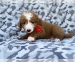 Lawton - Male Goldendoodle (Miniature) Puppy for Sale - Photo #7