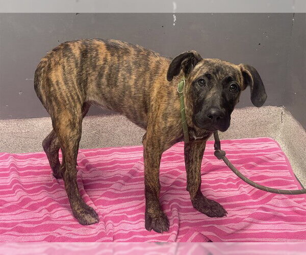 Medium Photo #1 Plott Hound-Unknown Mix Puppy For Sale in Tallahassee, FL, USA