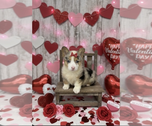 Medium Photo #1 American Corgi Puppy For Sale in PEEBLES, OH, USA