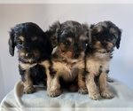 Small Photo #8 Cavapoo Puppy For Sale in CARLISLE, KY, USA