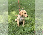 Small #3 Mutt