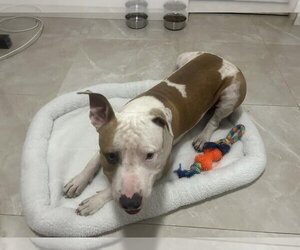 American Bulldog Dogs for adoption in Key Largo, FL, USA