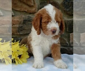 Cocker Spaniel-Poodle (Miniature) Mix Puppy for sale in FREDERICKSBURG, OH, USA