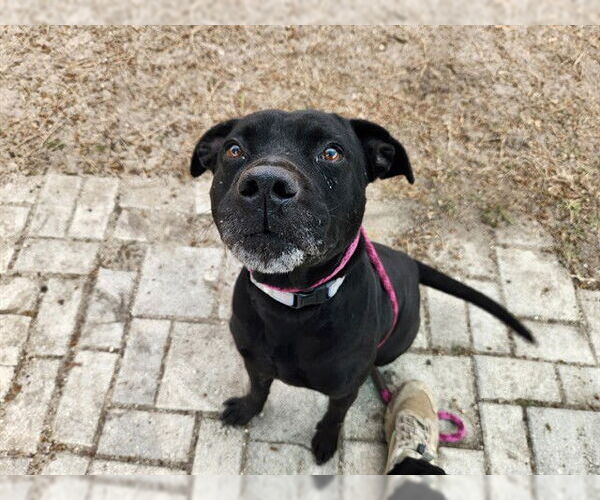 Medium Photo #2 Labrador Retriever-Unknown Mix Puppy For Sale in Ocala, FL, USA