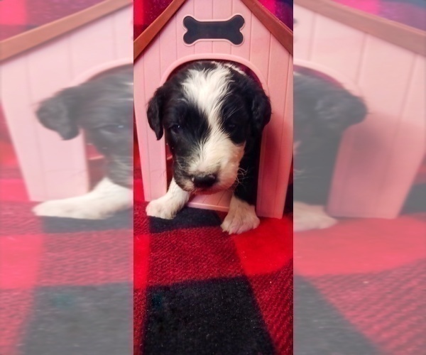 Medium Photo #15 Border Collie-Sheepadoodle Mix Puppy For Sale in MARATHON, WI, USA