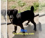 Small #2 Miniature Labradoodle