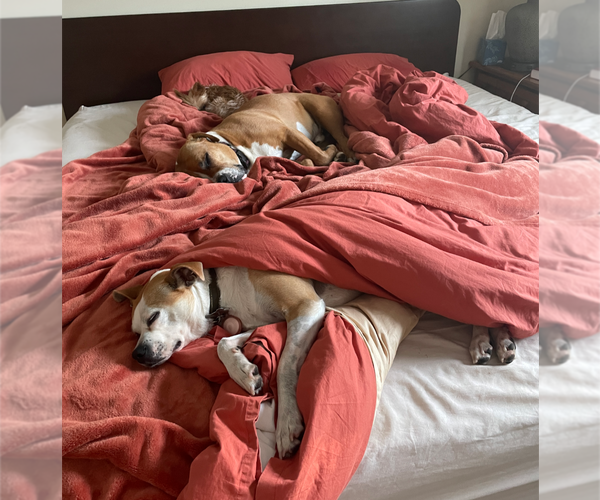 Medium Photo #4 American Pit Bull Terrier-Chihuahua Mix Puppy For Sale in Holly Springs, NC, USA