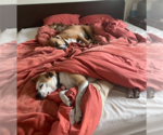 Small #3 American Pit Bull Terrier-Chihuahua Mix