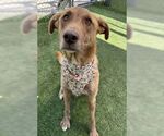 Small #2 Golden Retriever Mix