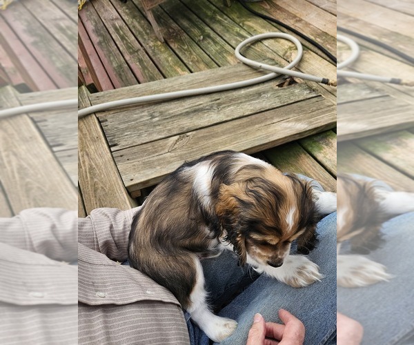 Medium Photo #14 Cocker Spaniel Puppy For Sale in FANCY GAP, VA, USA
