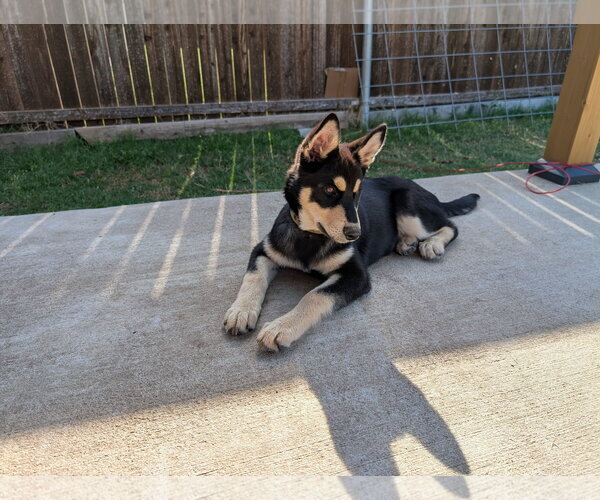 Medium Photo #2 Siberian Husky-Unknown Mix Puppy For Sale in McKinney, TX, USA