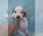 Puppy 1 Basset Hound