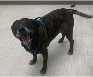 Sheba  [bonded to Bambi] - Female Mutt Dog for Adoption - Photo #8