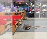 Small Photo #5 Bulldog-Unknown Mix Puppy For Sale in Brights Grove, Ontario, Canada