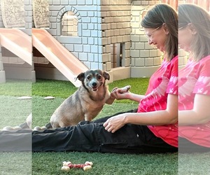 Buster - Male Chihuahua-Unknown Mix Dog for Adoption - Photo #2