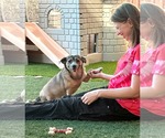 Small Photo #2 Chihuahua-Unknown Mix Puppy For Sale in Phoenix, AZ, USA
